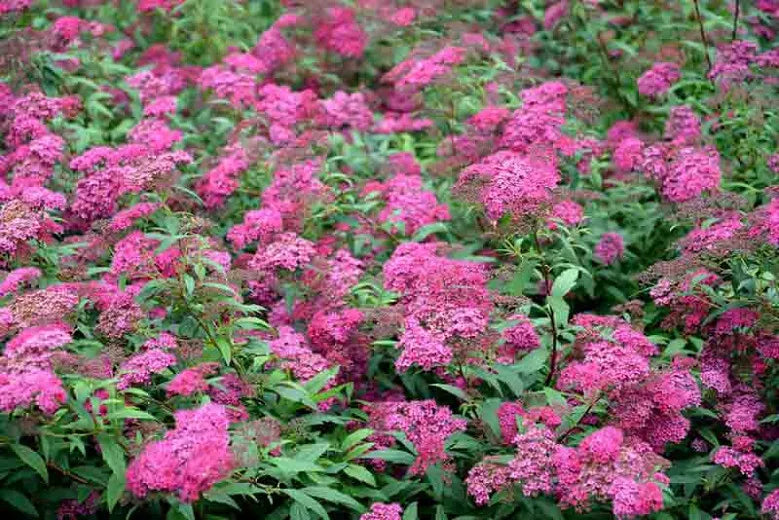 Spirea Bumalda Anthony Waterer - View 6 from www redcrocus com