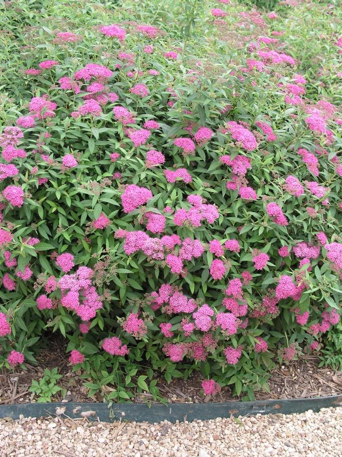 Spirea Bumalda Anthony Waterer - View 7 from www redcrocus com