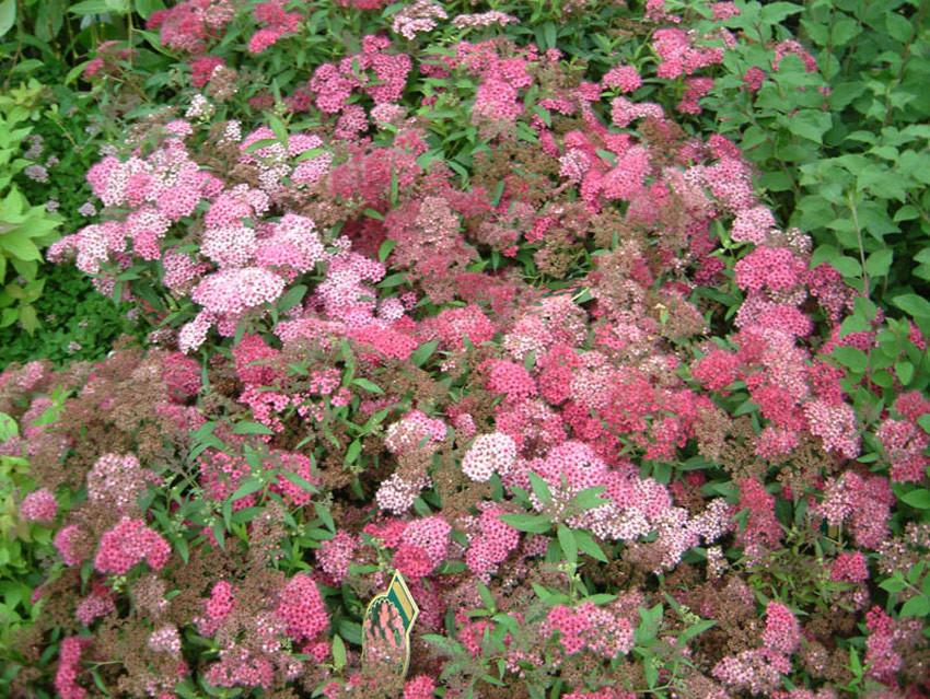 Spirea Bumalda Anthony Waterer - View 9 from www redcrocus com