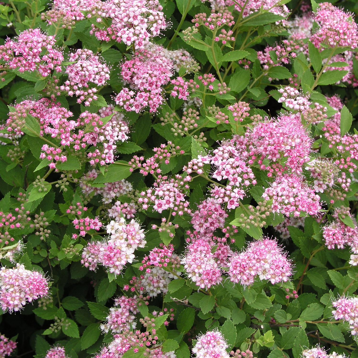 Spirea Japonica Little Princess - View 3 from www redcrocus com