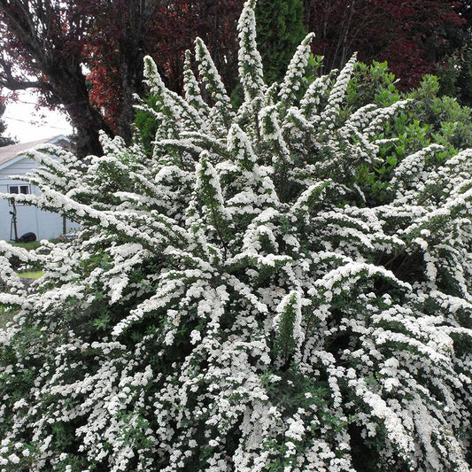 Spirea Nipponica Snowmound - View 10 from www redcrocus com