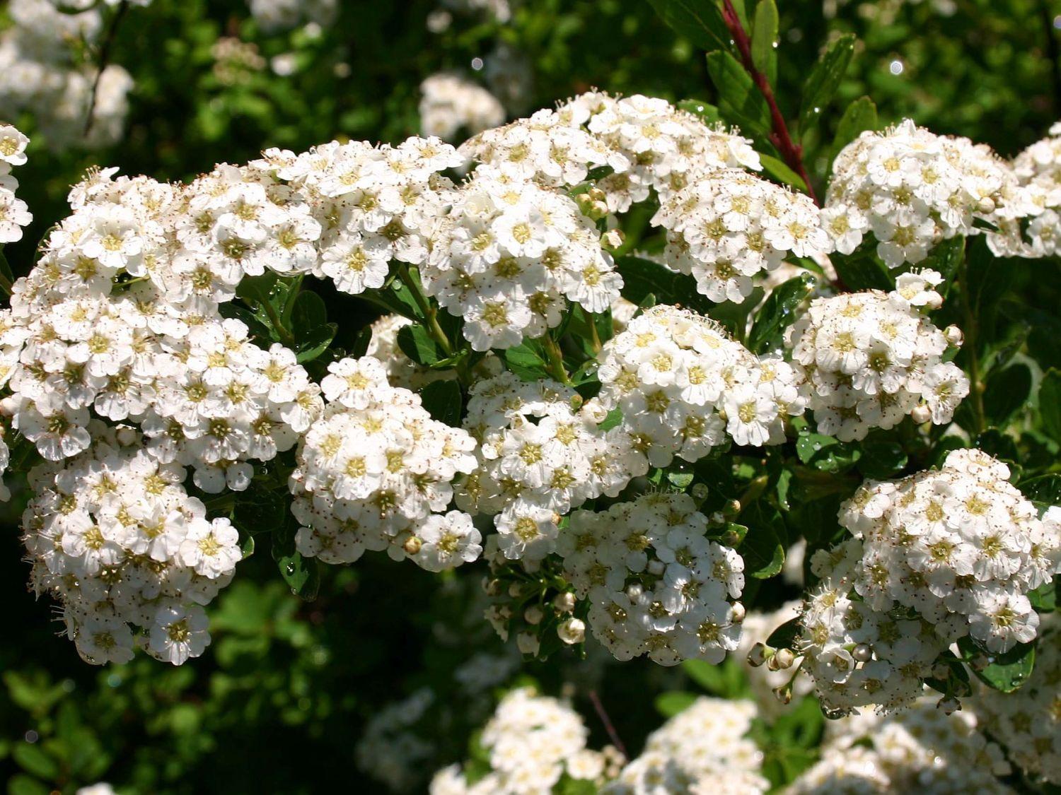 Spirea Nipponica Snowmound - View 11 from www redcrocus com