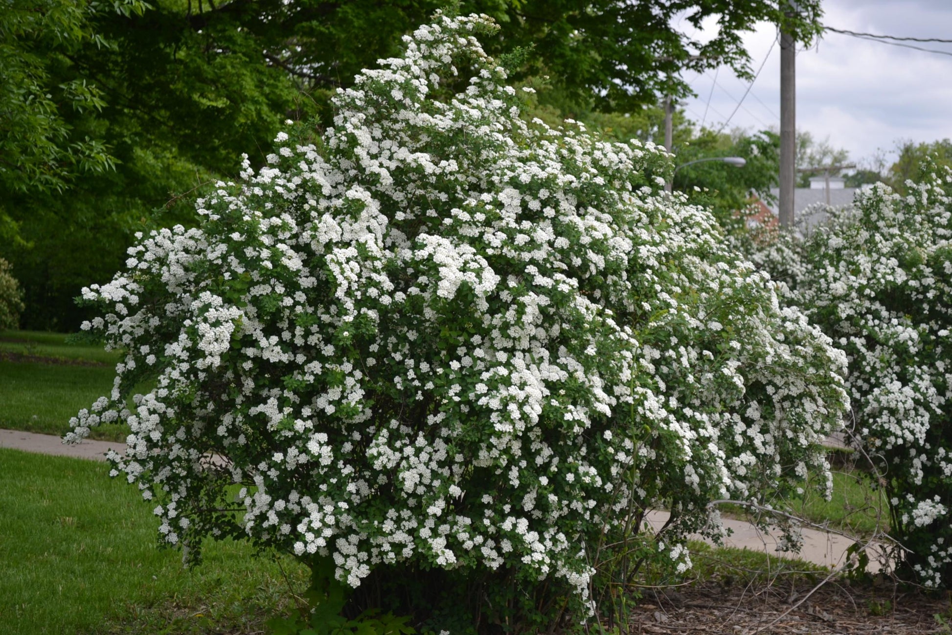 Spirea Nipponica Snowmound - View 16 from www redcrocus com