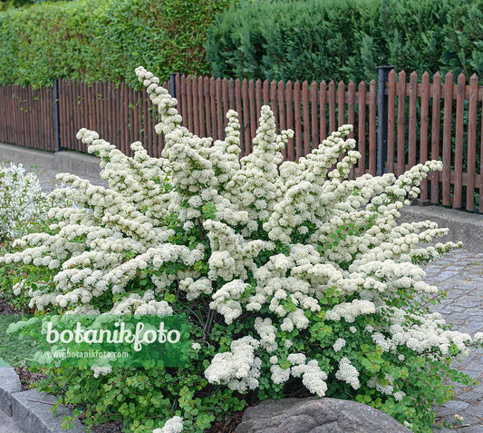 Spirea Nipponica Snowmound - View 1 from www redcrocus com