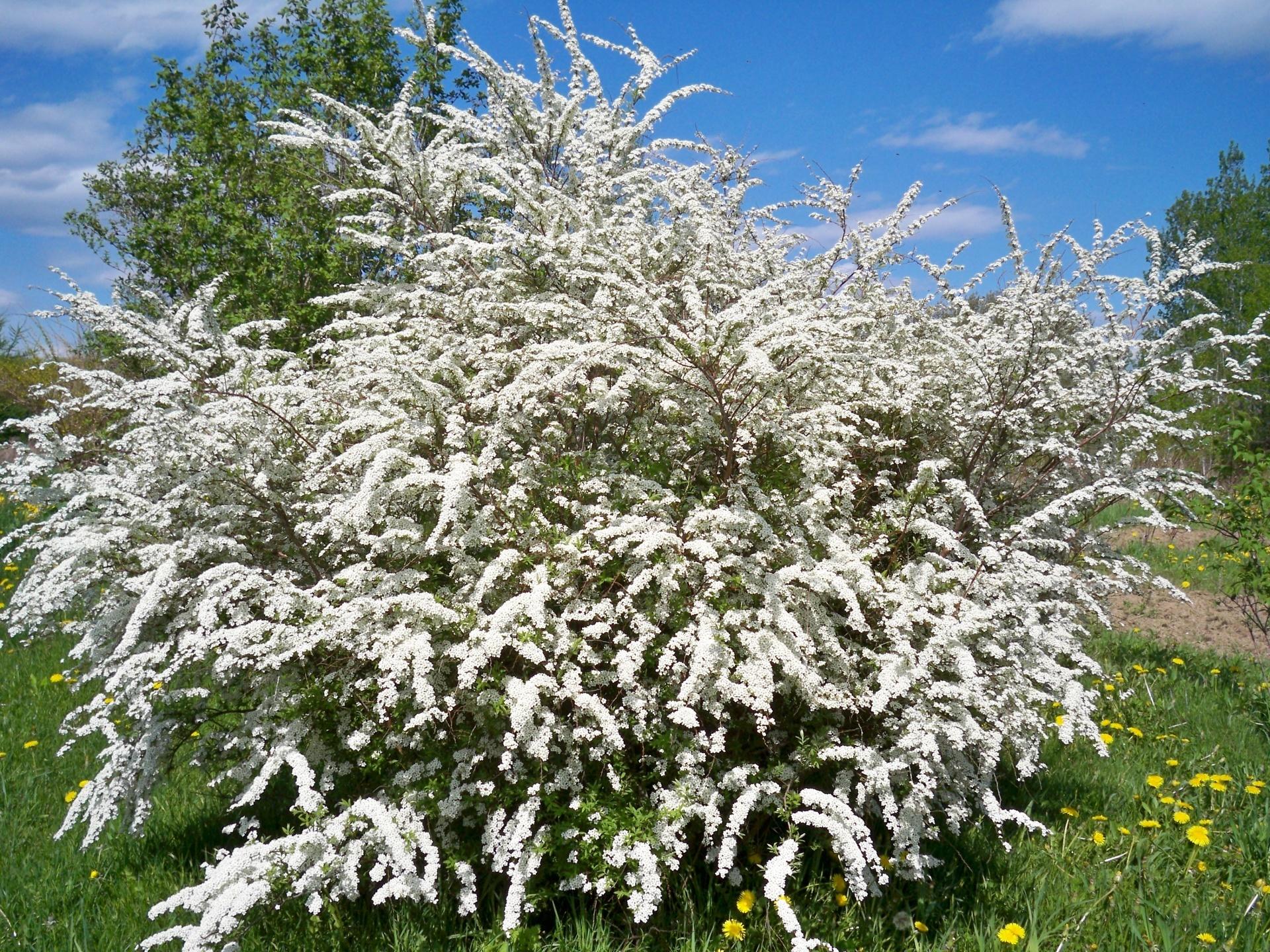 Spirea Nipponica Snowmound - View 5 from www redcrocus com