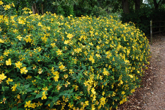 Hypericum Hidcote - View 1 from www redcrocus com