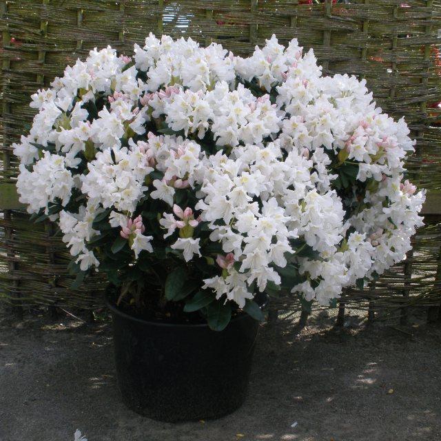 Rhododendron 'cunningham's White' - View 10 from www redcrocus com