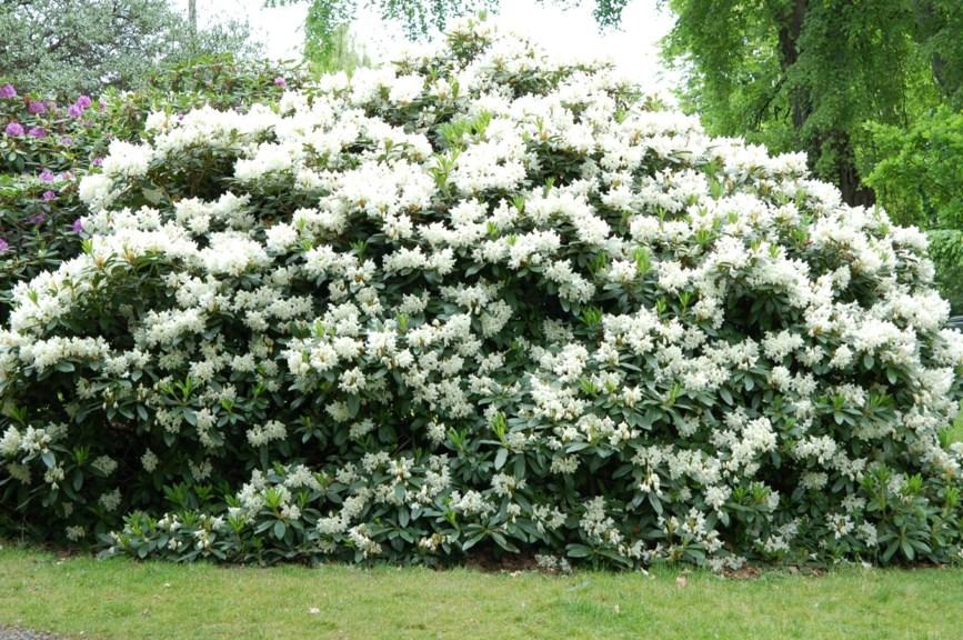 Rhododendron 'cunningham's White' - View 11 from www redcrocus com
