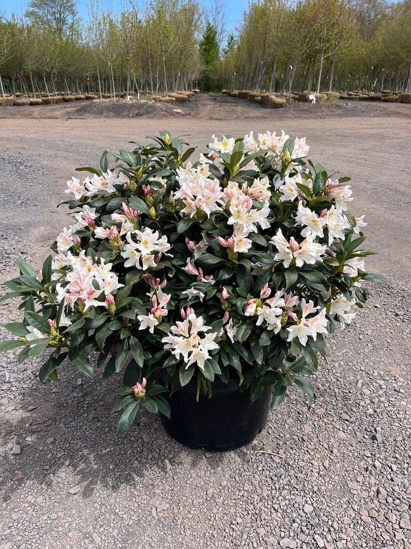Rhododendron 'cunningham's White' - View 12 from www redcrocus com