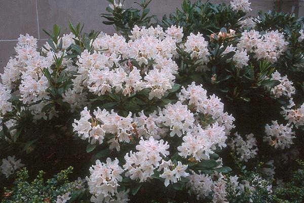 Rhododendron 'cunningham's White' - View 13 from www redcrocus com