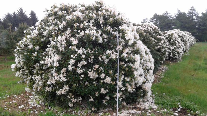 Rhododendron 'cunningham's White' - View 17 from www redcrocus com