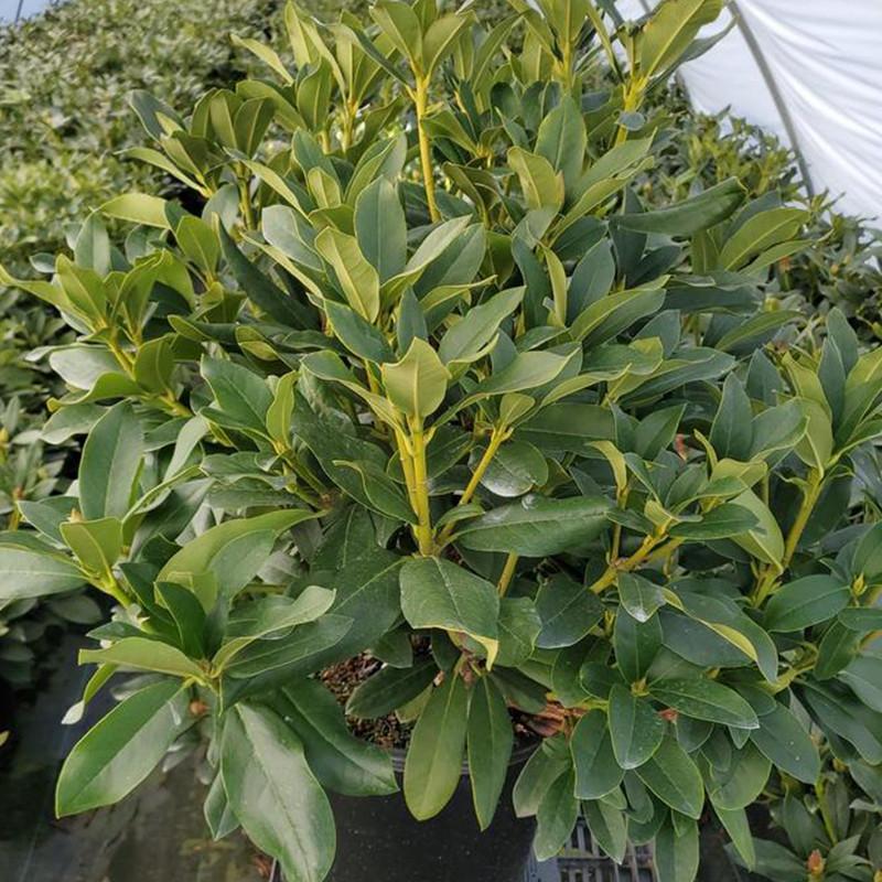 Rhododendron 'cunningham's White' - View 18 from www redcrocus com