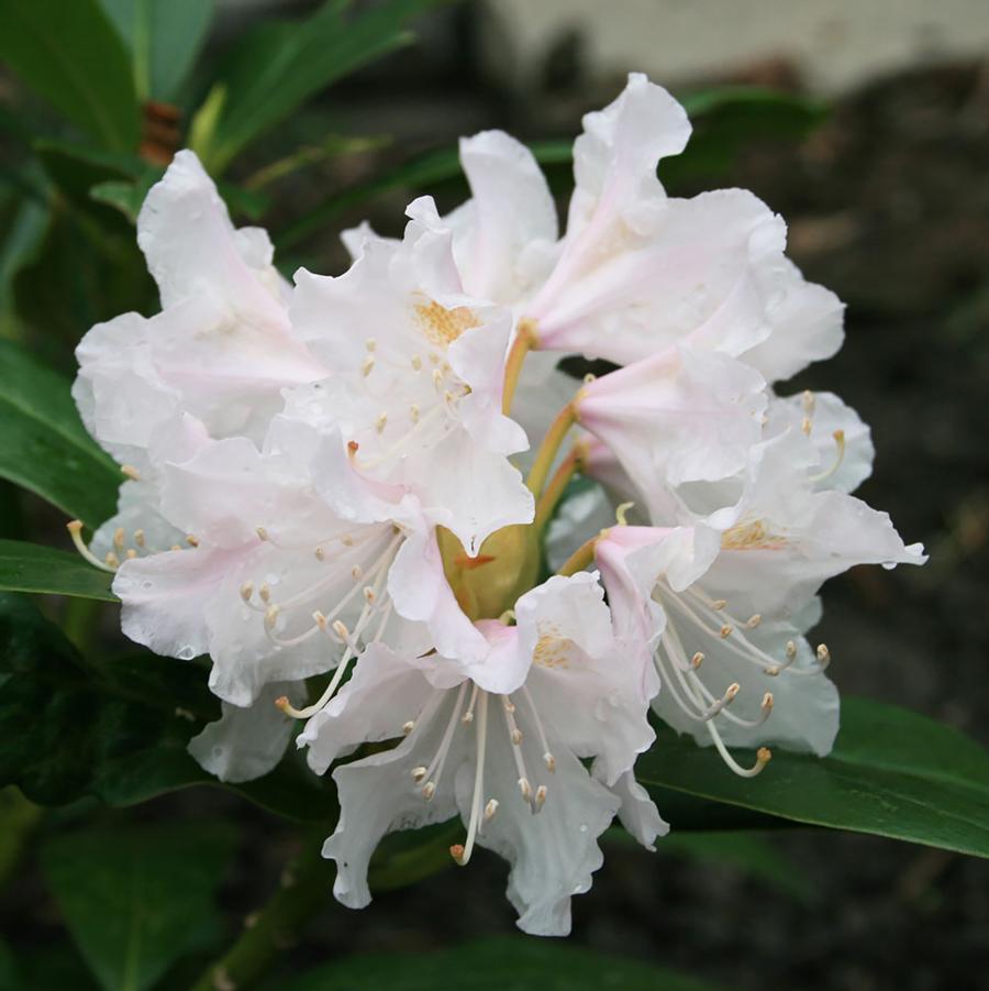 Rhododendron 'cunningham's White' - View 19 from www redcrocus com