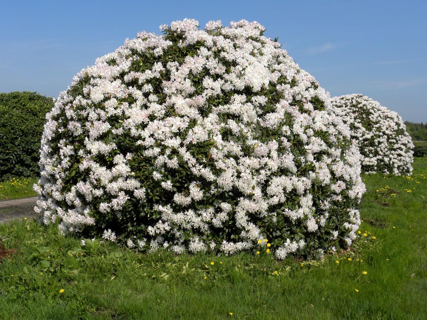 Rhododendron 'cunningham's White' - View 1 from www redcrocus com