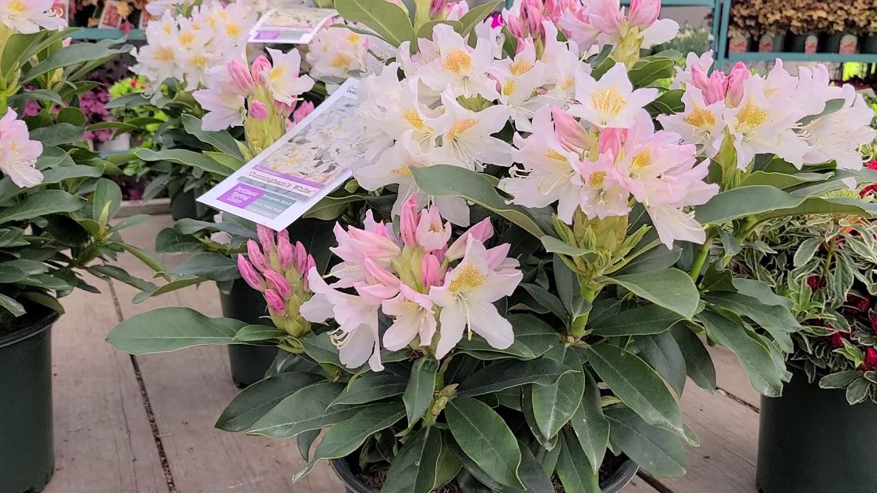 Rhododendron 'cunningham's White' - View 21 from www redcrocus com