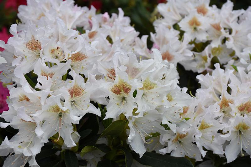 Rhododendron 'cunningham's White' - View 23 from www redcrocus com