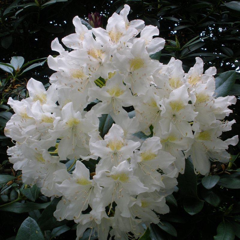 Rhododendron 'cunningham's White' - View 24 from www redcrocus com