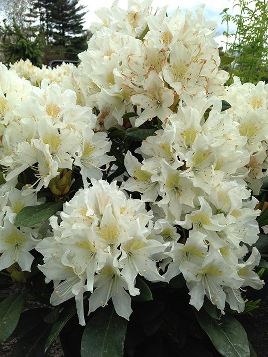 Rhododendron 'cunningham's White' - View 25 from www redcrocus com