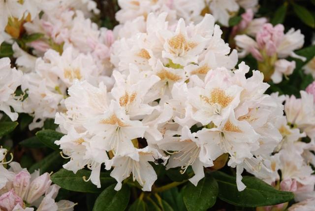 Rhododendron 'cunningham's White' - View 28 from www redcrocus com