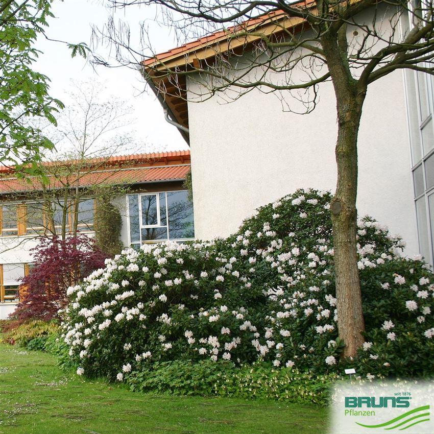 Rhododendron 'cunningham's White' - View 30 from www redcrocus com
