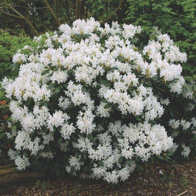 Rhododendron 'cunningham's White' - View 31 from www redcrocus com