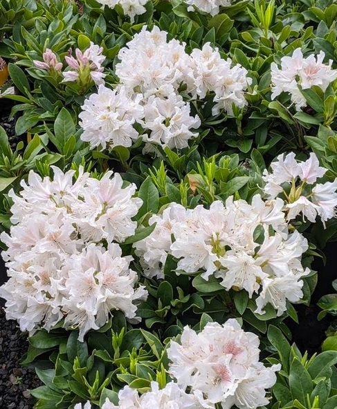 Rhododendron 'cunningham's White' - View 33 from www redcrocus com