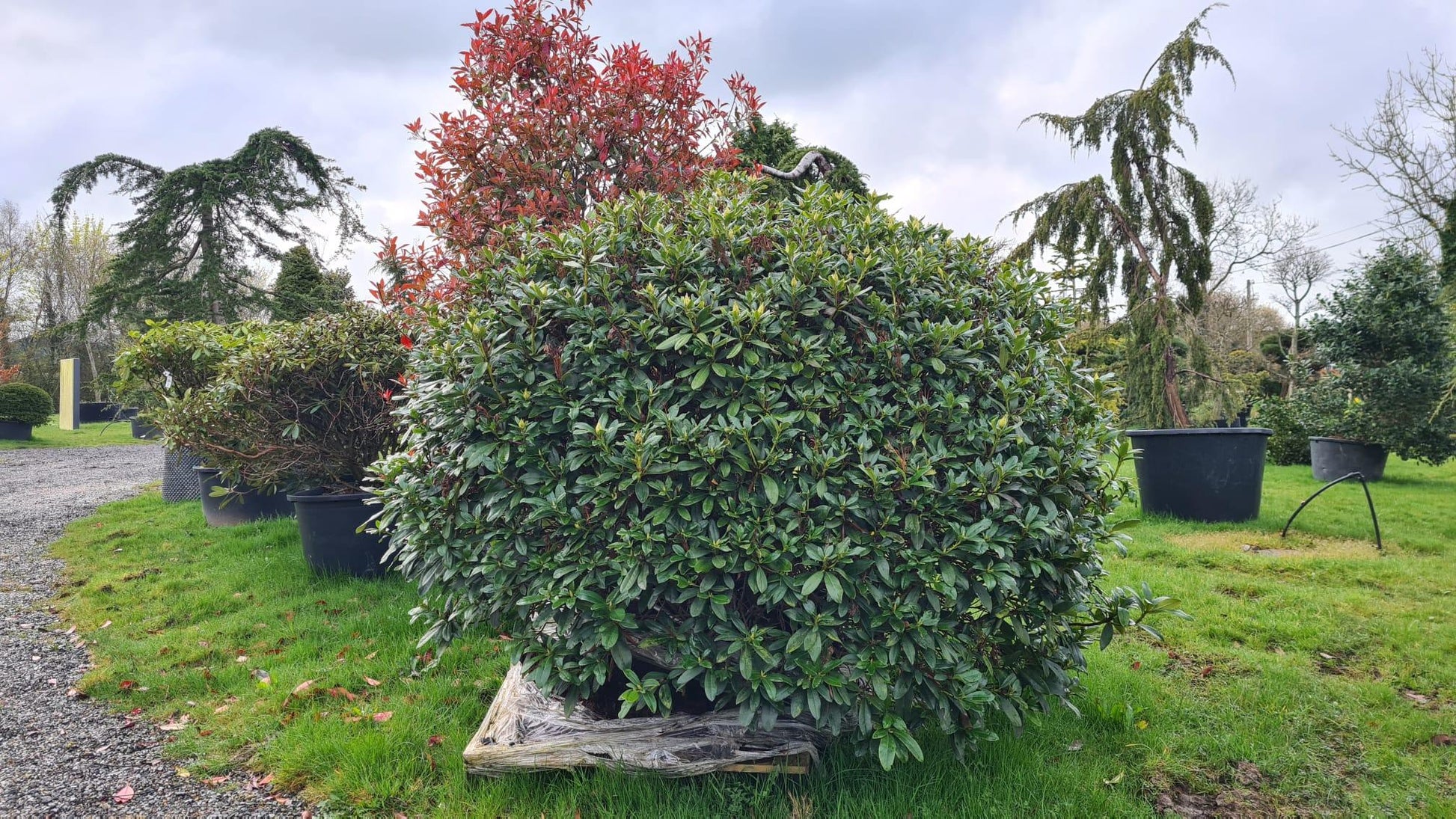 Rhododendron 'cunningham's White' - View 34 from www redcrocus com