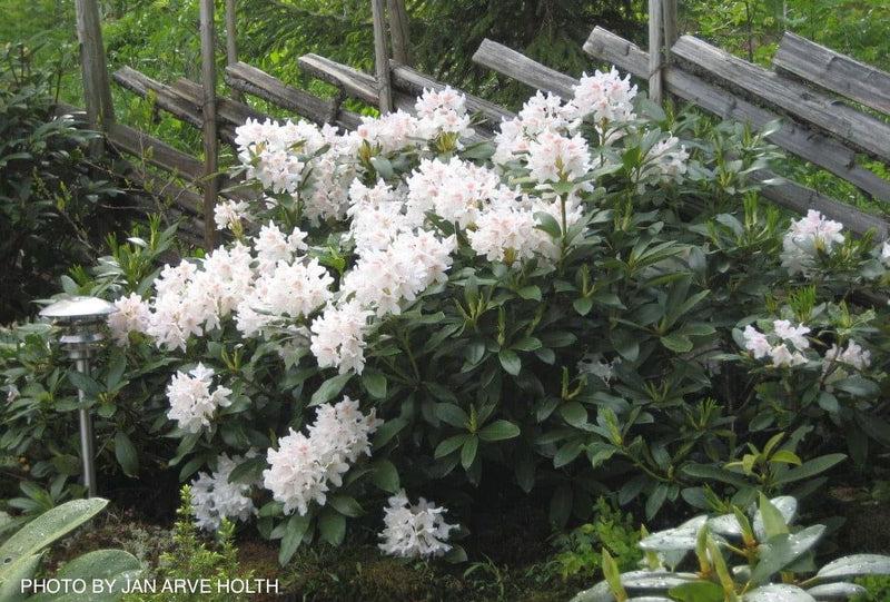 Rhododendron 'cunningham's White' - View 35 from www redcrocus com