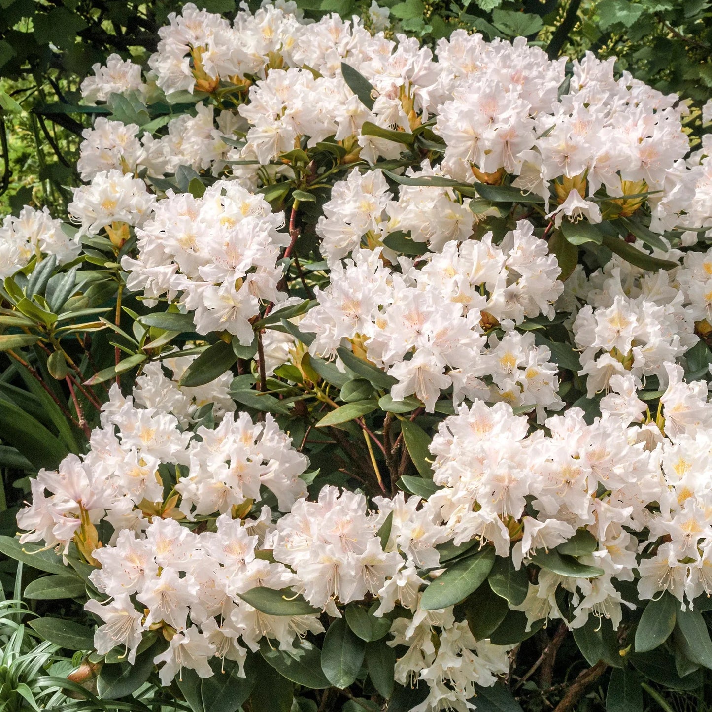 Rhododendron 'cunningham's White' - View 36 from www redcrocus com
