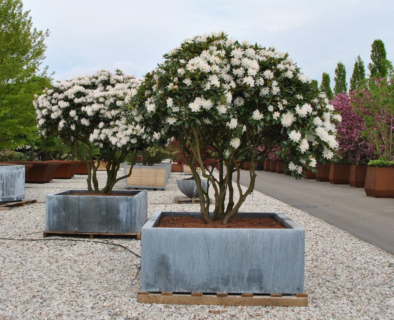 Rhododendron 'cunningham's White' - View 4 from www redcrocus com