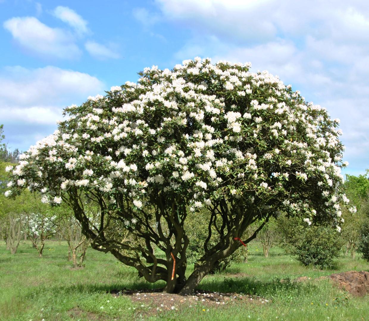 Rhododendron 'cunningham's White' - View 5 from www redcrocus com