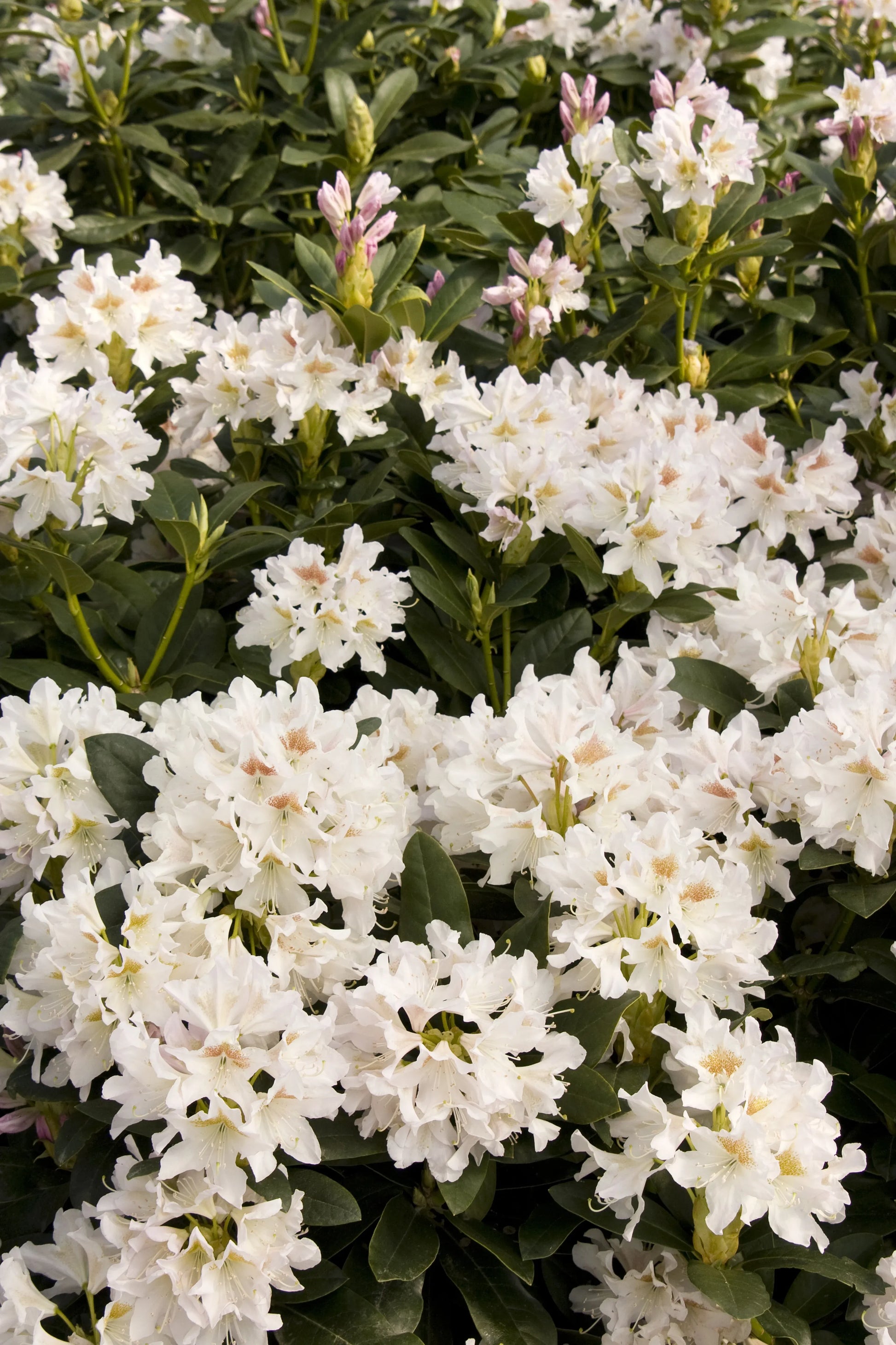 Rhododendron 'cunningham's White' - View 7 from www redcrocus com
