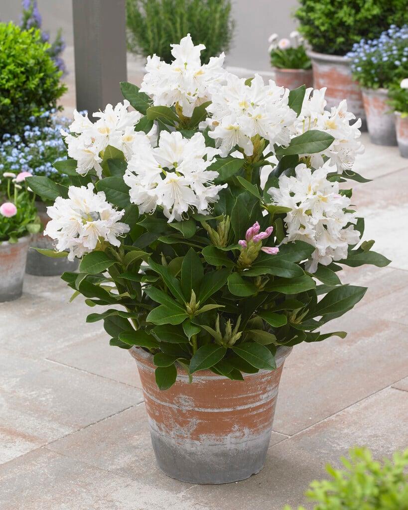 Rhododendron 'cunningham's White' - View 8 from www redcrocus com