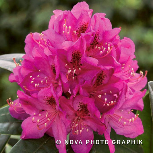 Rhododendron Anah Kruschke - View 10 from www redcrocus com