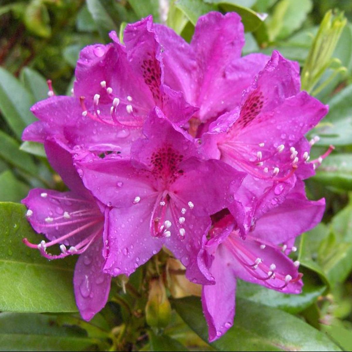Rhododendron Anah Kruschke - View 18 from www redcrocus com