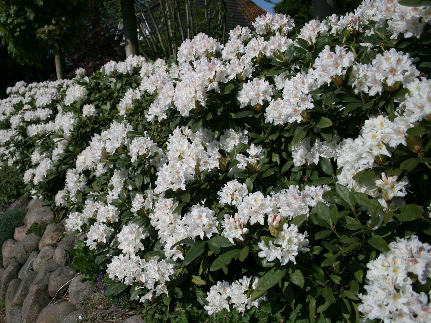 Rhododendron Cunningham S White - View 14 from www redcrocus com