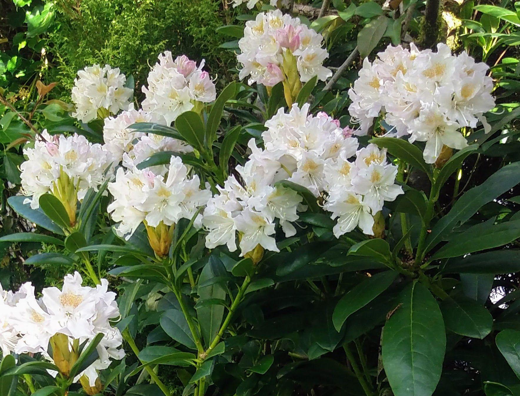 Rhododendron Cunningham S White - View 18 from www redcrocus com