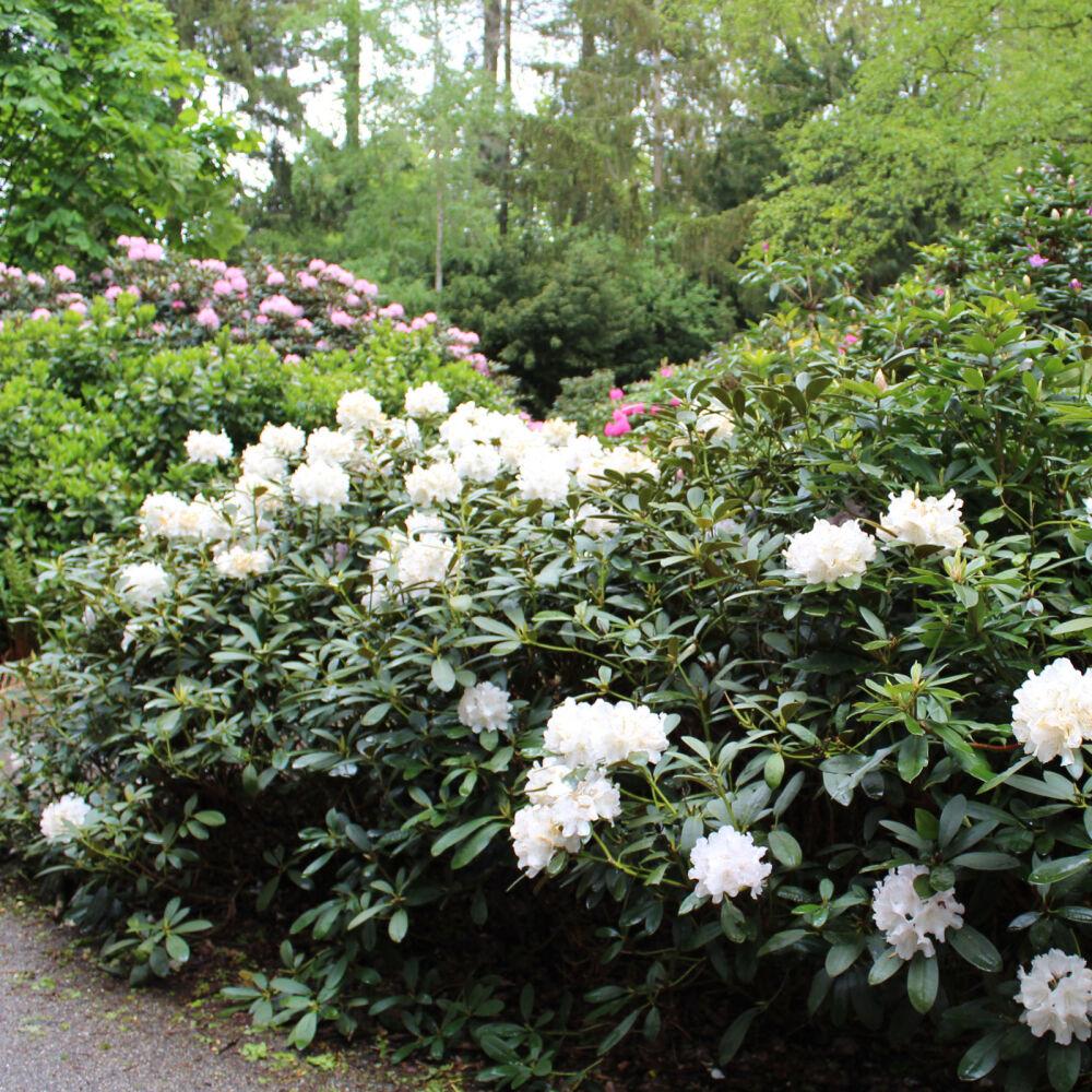 Rhododendron Cunningham S White - View 19 from www redcrocus com