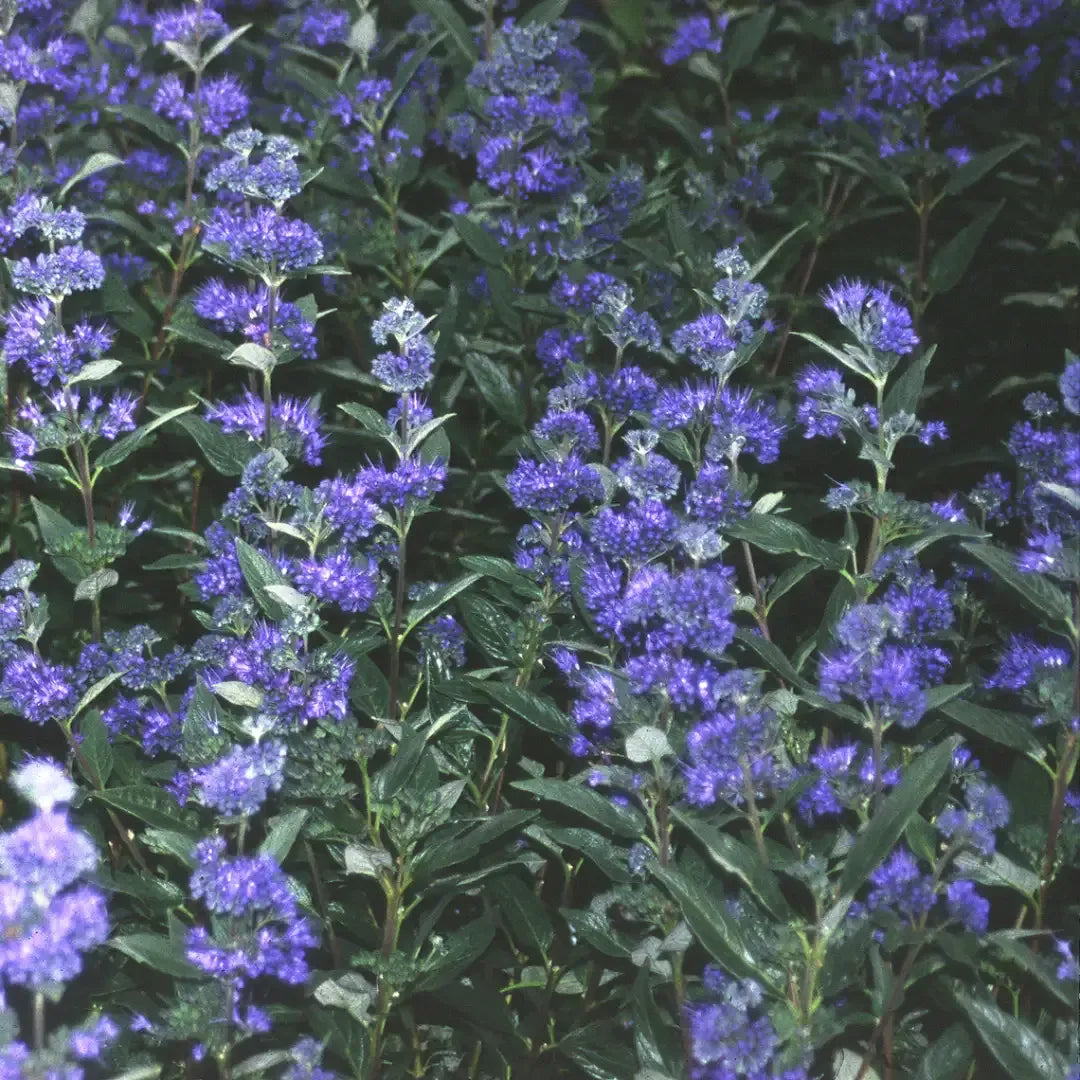 Caryopteris X Clandonensis 'dark Knight' - View 11 from www redcrocus com