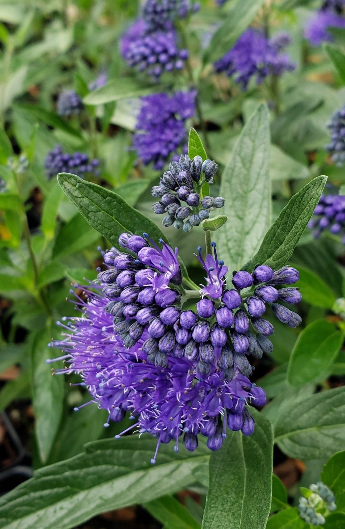 Caryopteris X Clandonensis 'dark Knight' - View 12 from www redcrocus com