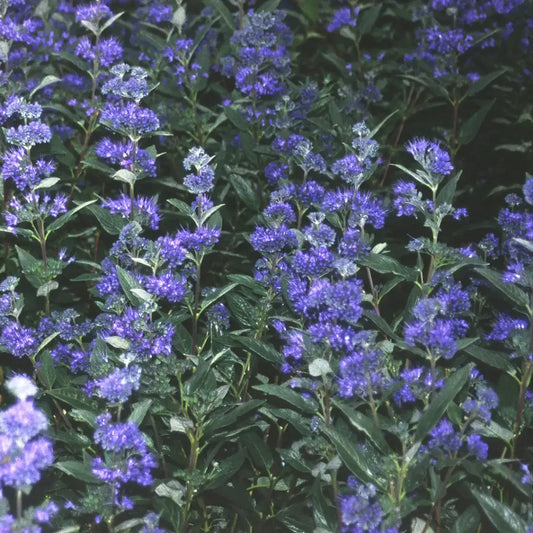 Caryopteris X Clandonensis 'dark Knight' - View 13 from www redcrocus com