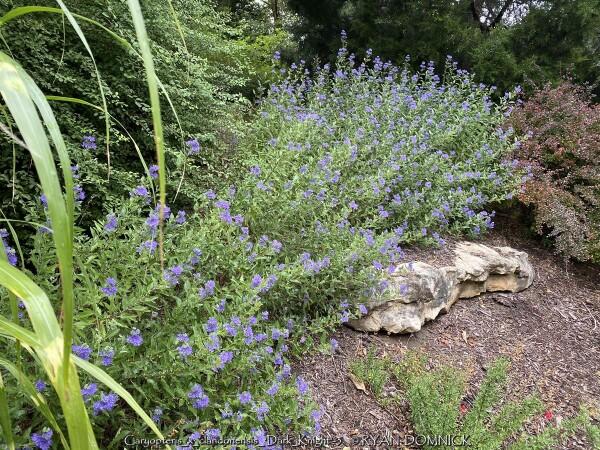 Caryopteris X Clandonensis 'dark Knight' - View 15 from www redcrocus com