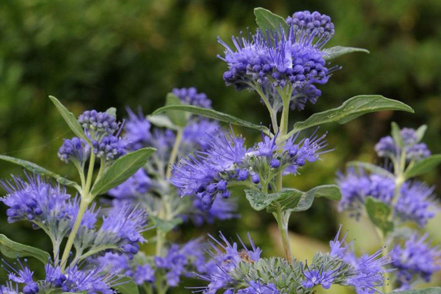 Caryopteris X Clandonensis 'dark Knight' - View 18 from www redcrocus com