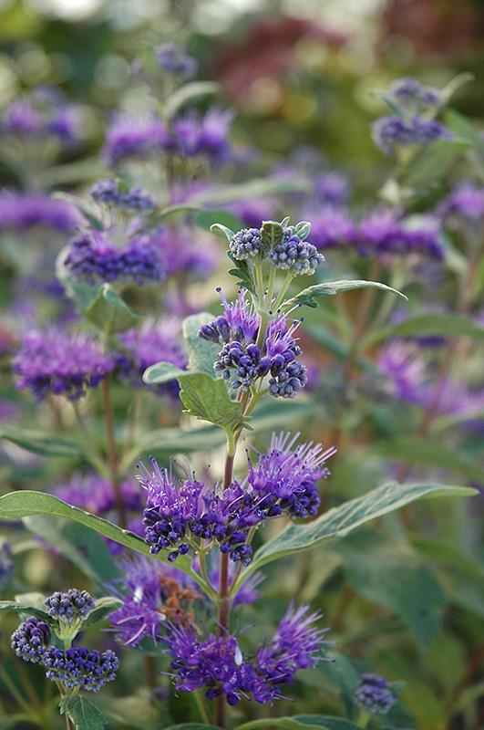 Caryopteris X Clandonensis 'dark Knight' - View 19 from www redcrocus com