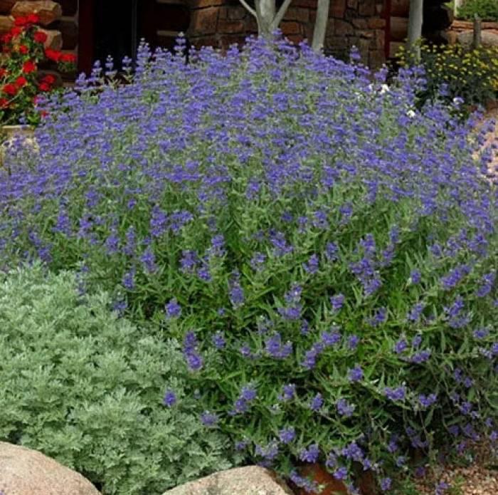 Caryopteris X Clandonensis 'dark Knight' - View 1 from www redcrocus com