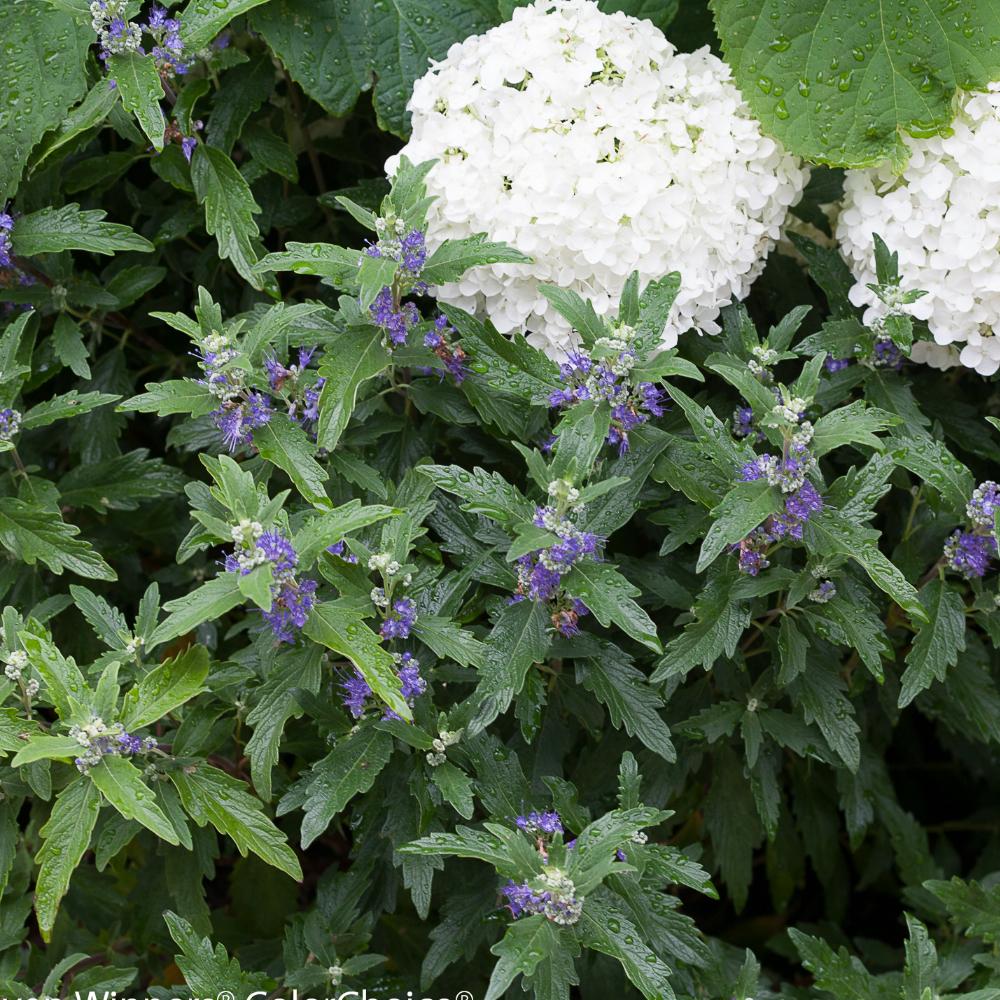 Caryopteris X Clandonensis 'dark Knight' - View 20 from www redcrocus com