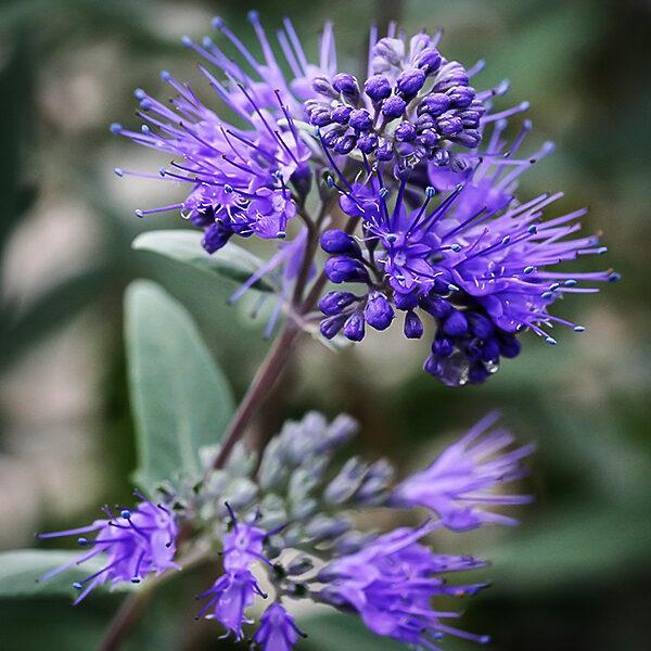 Caryopteris X Clandonensis 'dark Knight' - View 21 from www redcrocus com