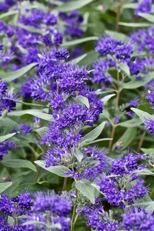Caryopteris X Clandonensis 'dark Knight' - View 22 from www redcrocus com