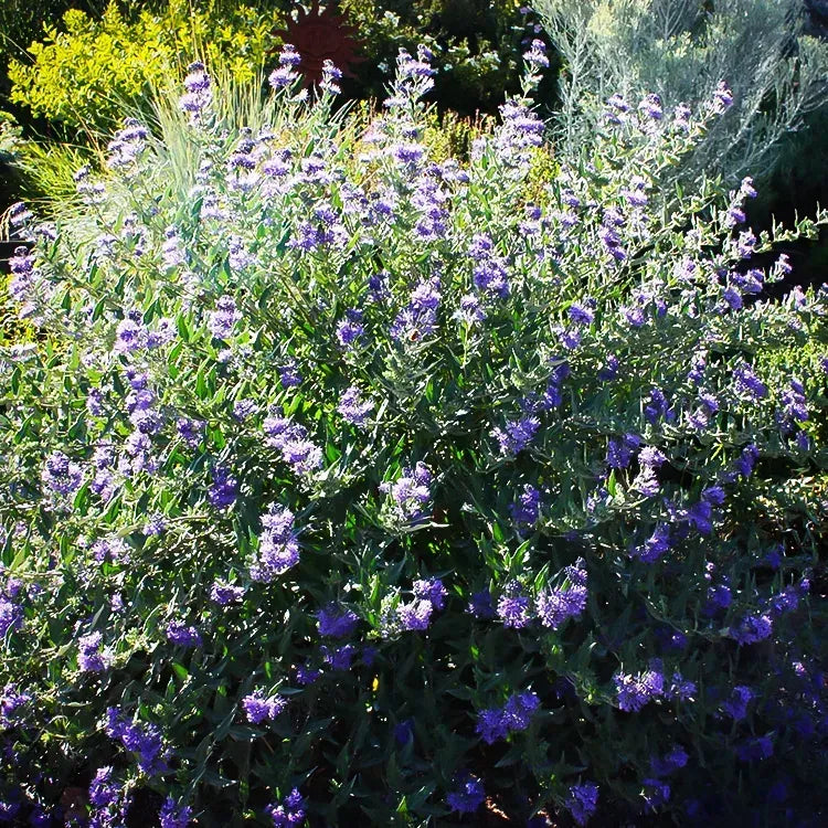 Caryopteris X Clandonensis 'dark Knight' - View 24 from www redcrocus com