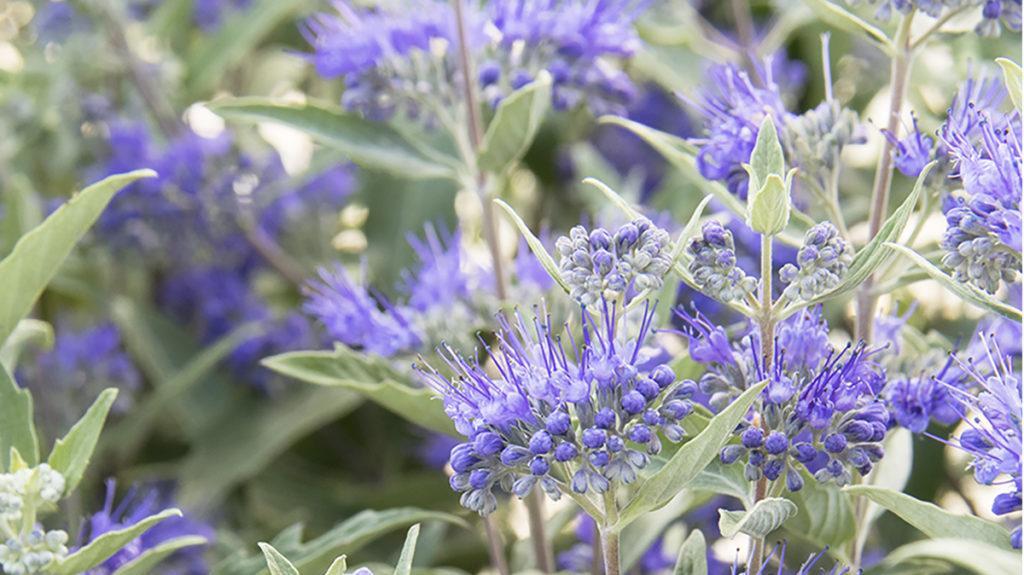 Caryopteris X Clandonensis 'dark Knight' - View 25 from www redcrocus com